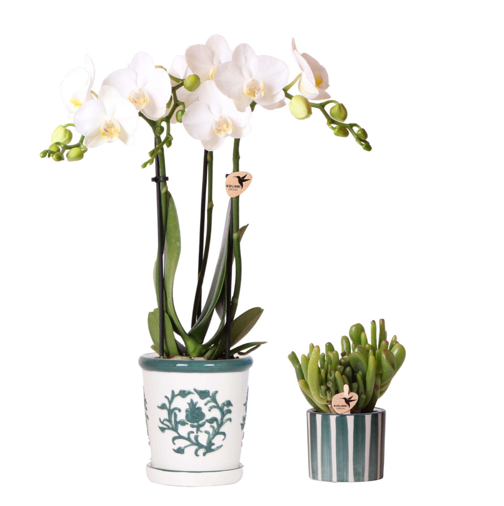 Orchidées blanches faciles à entretenir avec succulente verte en pot