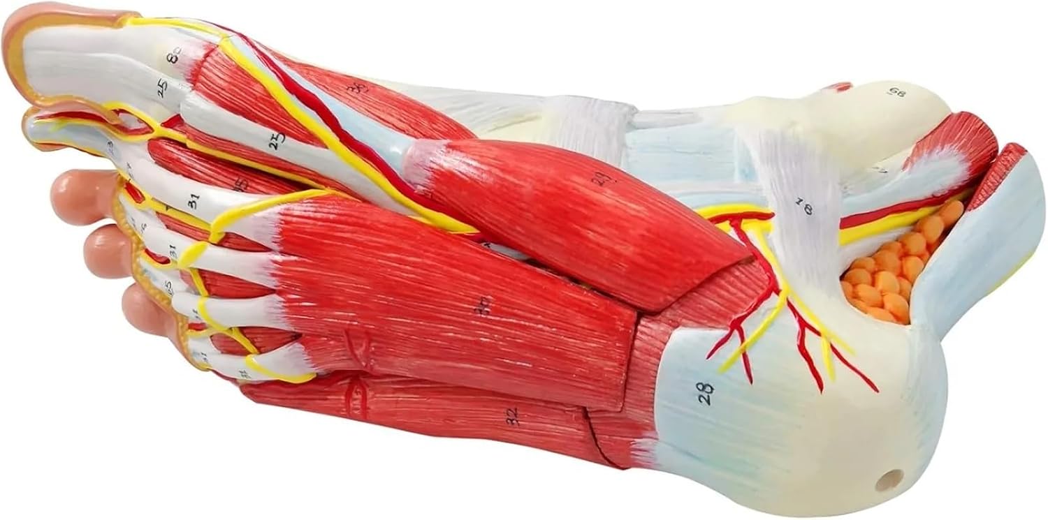 Nine-Piece Model Human Foot Anatomical Model 81 Parts of The Foot Labeled Bones Muscles Ligaments Nerves Blood Vessels