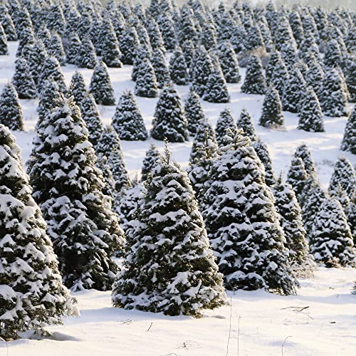 Kviter 20 Seeds Douglas Fir Tree Abies Pseudotsuga Menziesii Christmas Tree Blue Pine Seeds - Tree Organic Seeds For Planting - Organic Fresh Seeds For Home And Garden #TOP2