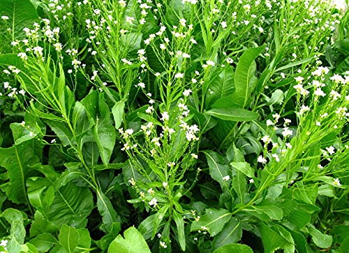 ALYKE 1 Radici di rafano - ARMORACIA RUSTICANA COCHLEARIA