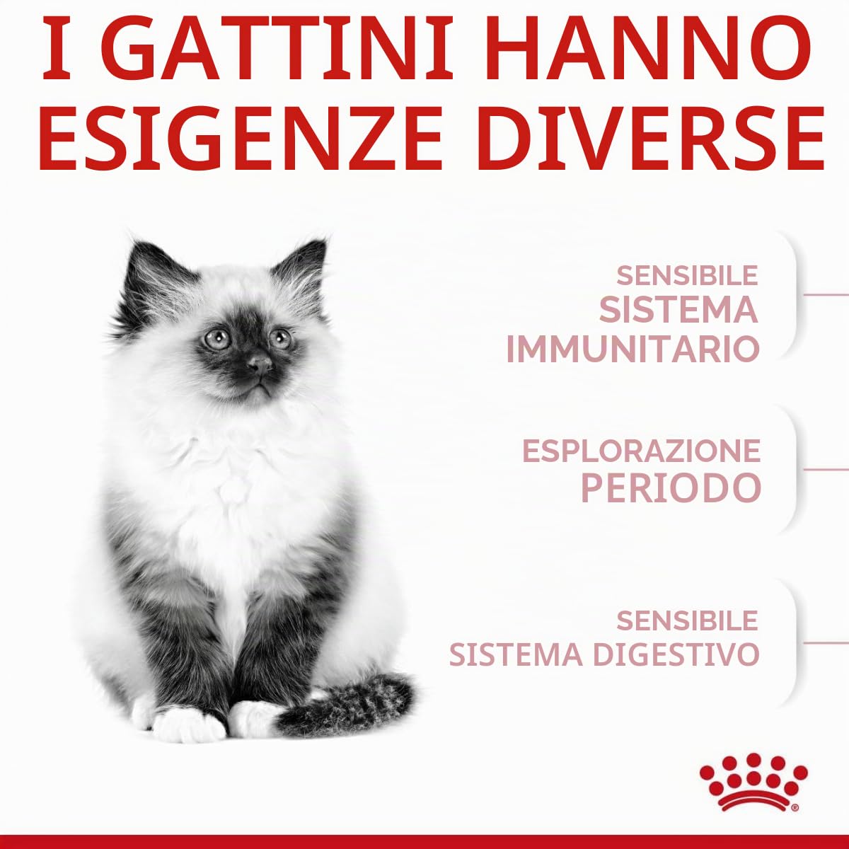 Royal Canin C-58436 Cat - 10KG