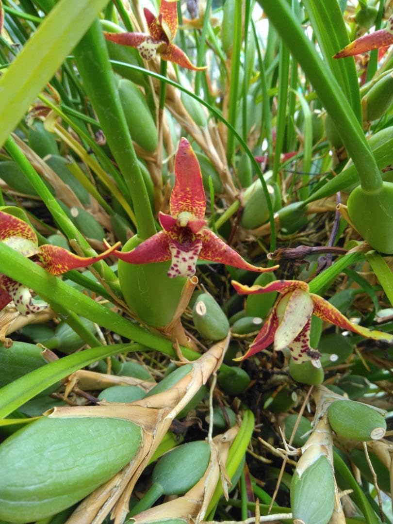 洋蘭原種 Max.tenuifolia