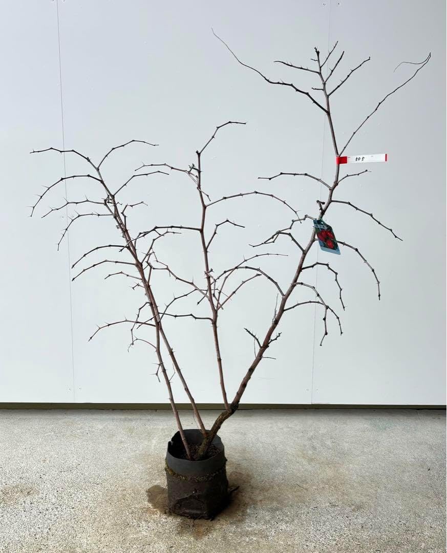 果実を成らして楽しめる ナツメ 505 樹高H1.2位 栄養満点 健康食品 果実を成らして楽しめる ナツメ 505 樹高H1.2位 栄養満点 食品 DIY・