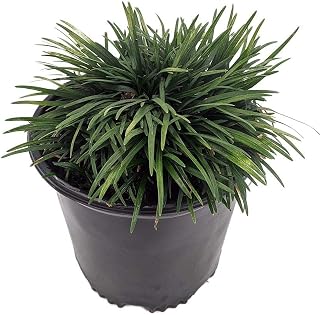 Green Dwarf Mondo Grass - Ophiopogon - 4" Pot - Carefree Groundcover