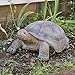 Sunnydaze Talia The Tortoise 29-Inch Glass Fiber Reinforced Concrete Garden Statue