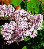 Miss Kim Manchurian Dwarf Lilac - Syringa - Outdoors/Bonsai - 4