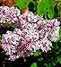 Miss Kim Manchurian Dwarf Lilac - Syringa - Outdoors/Bonsai - 4" Pot
