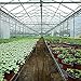 GRELWT Greenhouse Plastic Sheeting 8x25 ft, 6 mil Thickness Replacement Cover, UV Resistant