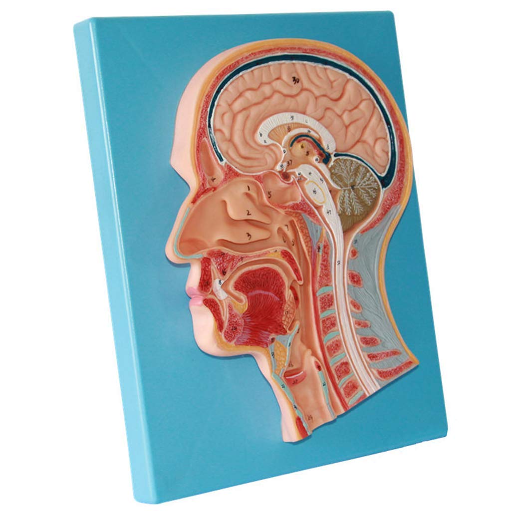 Sjdopulse Anatomical Brain Head Median Sagittal Plane Model - Anatomical Head Model - 1: 1 Life Size Dissection Median Section Brain Model - For Study Display Teaching Medical Model