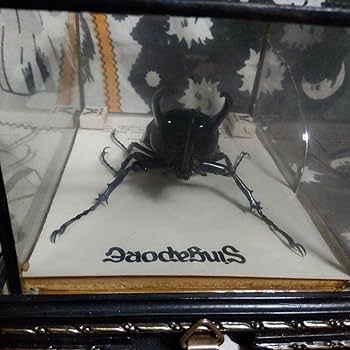 シンガポール製の虫の標本 m45438425617_1.jpg?1711860501