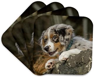 Set of 4 Coasters - Soft - Three Month Old Blue Merle Australian Shepherd Puppy. Animals