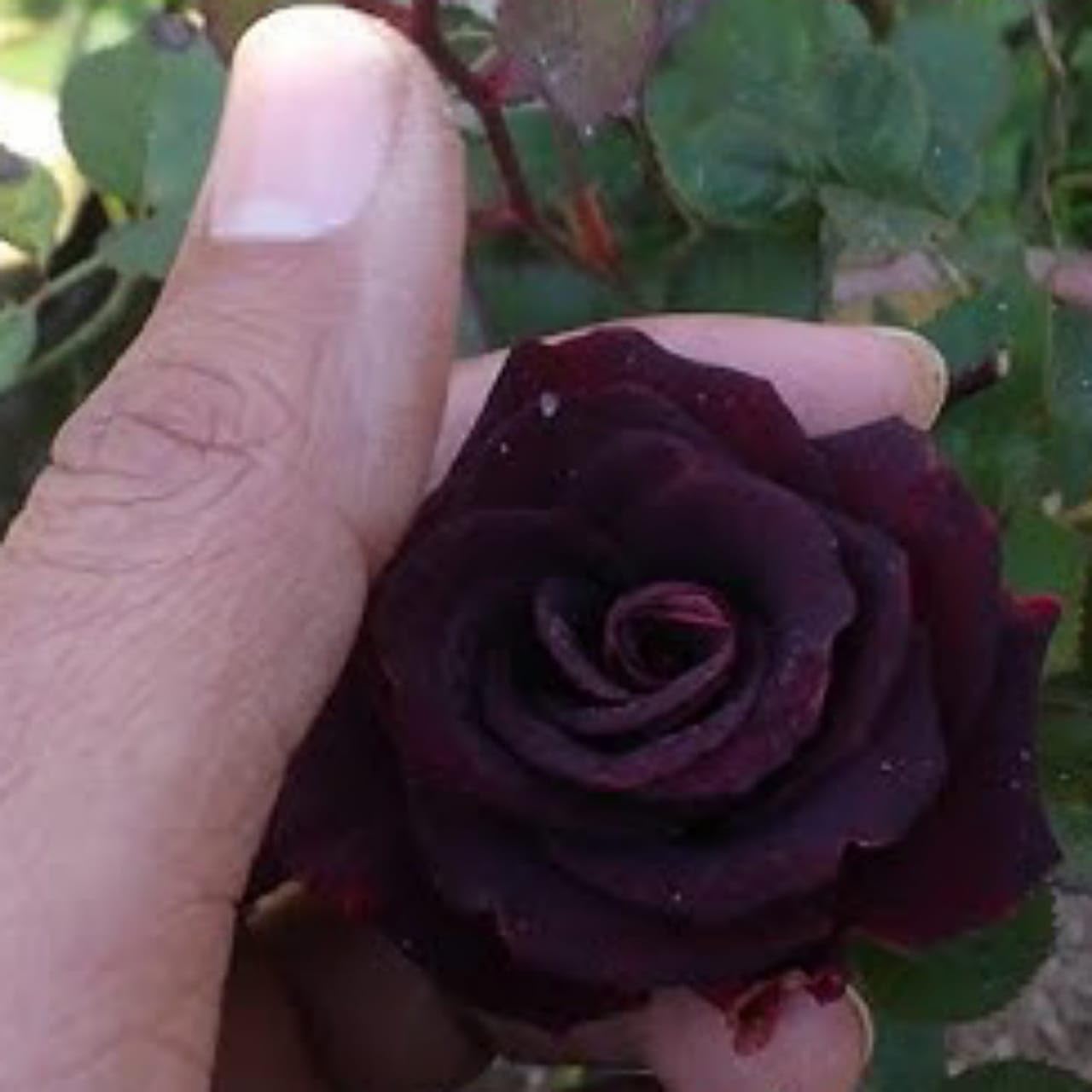OCCIDENT Live Black Velvet Rose Plant with Pot (Pack of 1 