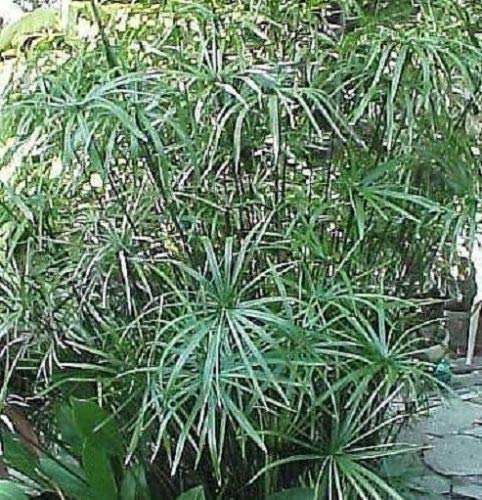 Cyperus Papyrus pianta alternifolius 60/80 cm TV Bacino