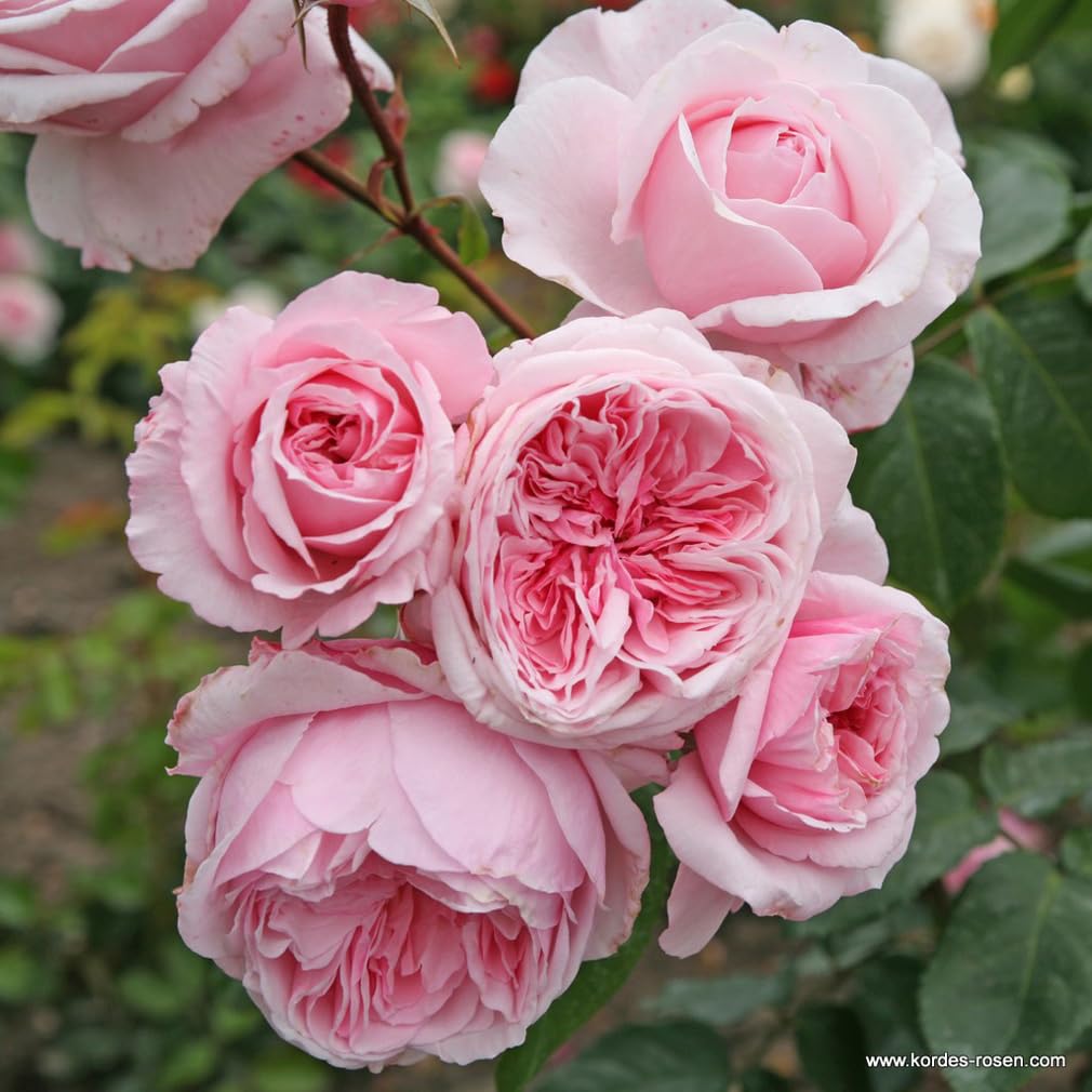 2 x Rose - Rosa 'Kiss me Kate' Topf 25-30 cm - Eine moderne Kletterrose mit betörendem Duft und prächtigen Blüten