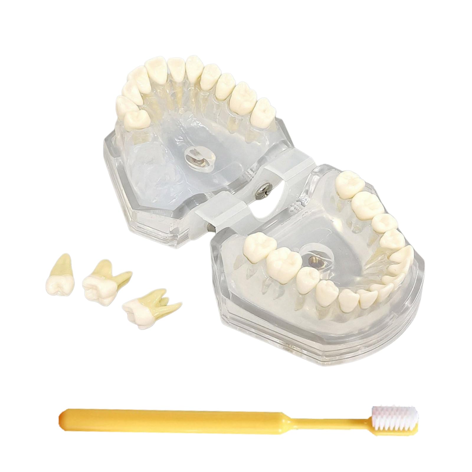 Modelo de Dientes de Demostración Dental con Todos los Dientes Removibles - Modelo de Cepillo de Dientes - Dispositivo de Entrenamiento para Estudiantes y Pacientes