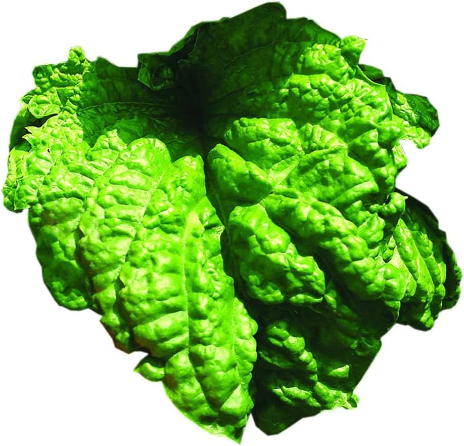 - Park Seed Basil Herb Plant Seeds, Easy to Grow, Variety of Colors, Spring Garden, Lettuce Leaf, Pack of 100