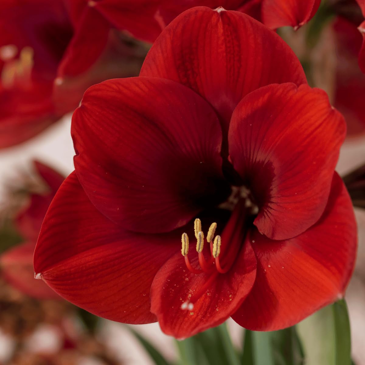 Amaryllis Bulbe Red Lion - Bulbes à fleurs grand format 26/30 - Hippeastrum de Hollande