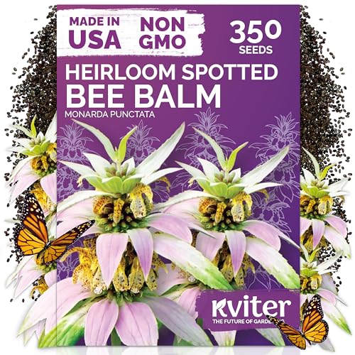 KVITER 350 Spotted Bee Balm Seeds (Monarda Punctata) - Horsemint Aromatic Oregano Scent Pollinator Favorite Wildflower Non GMO Heirloom Seed - Biennial Flower Seeds in Seed Packets for Outdoors