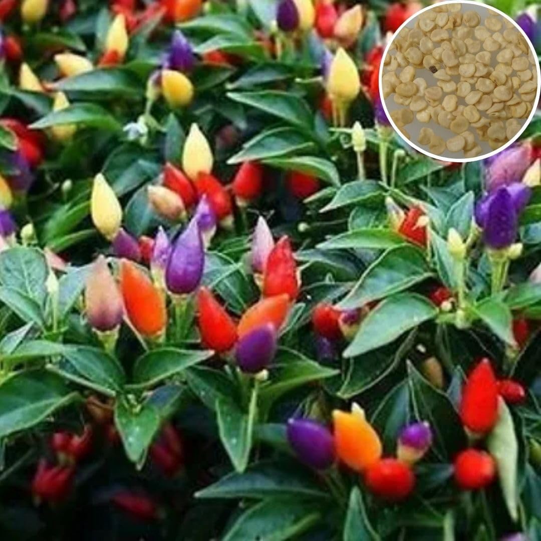 Seedbasket Ornamental Chilly Choice Round Mix Summer Flower (50 Seeds) – Vibrant Decorative Peppers for Garden, Containers, Hanging Baskets, Summer Blooms