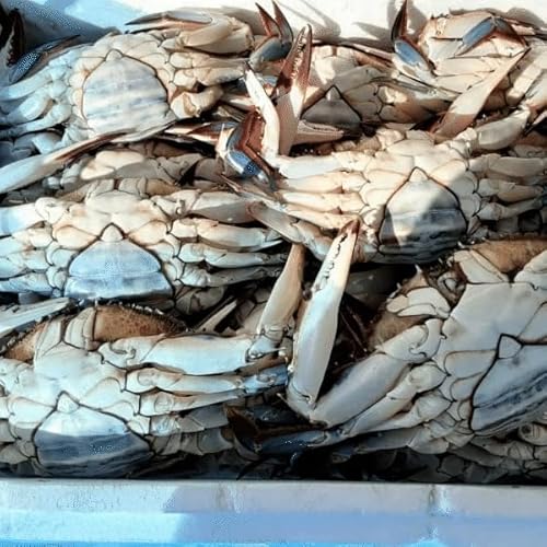 北海道北斗産 ワタリガニ 内子入り ３杯 わたりがに 渡り蟹