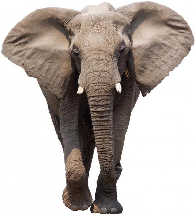 Wallmonkeys WM79793 Elephant Isolated Peel and Stick Wall Decals (60 in H x 40 in W), Jumbo