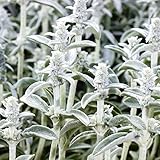 GardenSeedsMarket
