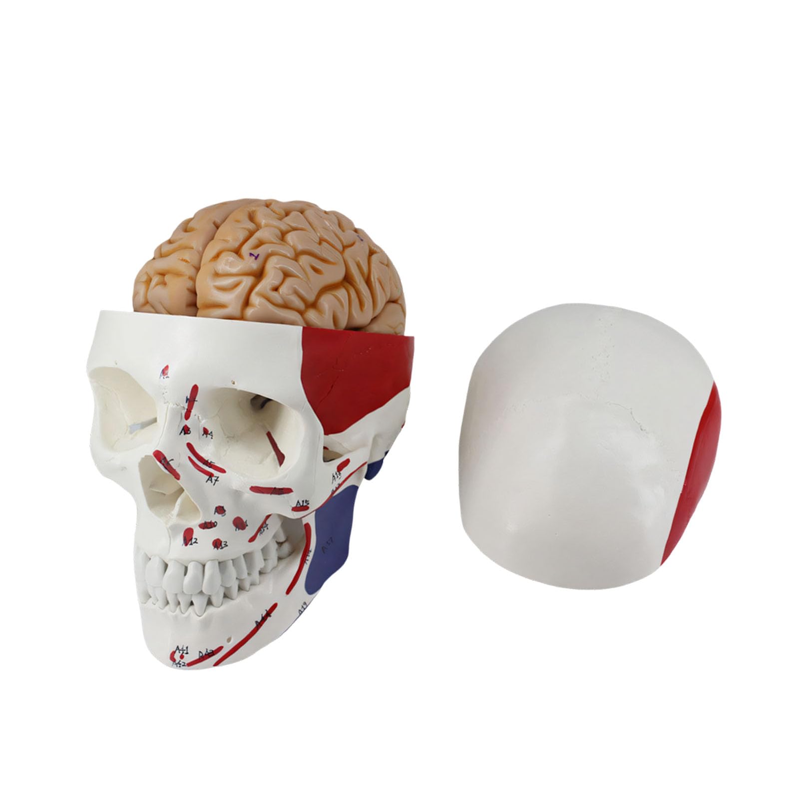 Cranio con muscoli in PVC altamente dettagliato con componente anatomico per lo studio medico e l ' insegnamento Cranio educativo in PVC con muscoli codificati a colori, ideale per lo studio
