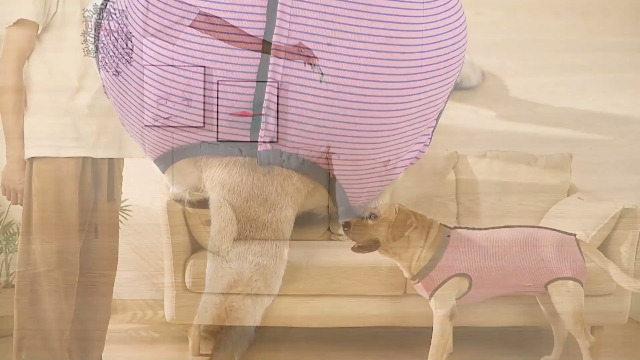 Tuta Post-Operatoria Per Cani - Alternative Al Collare Elisabetta, Protezione Ferite Addominali, Taglie S/M/L - Foto 4