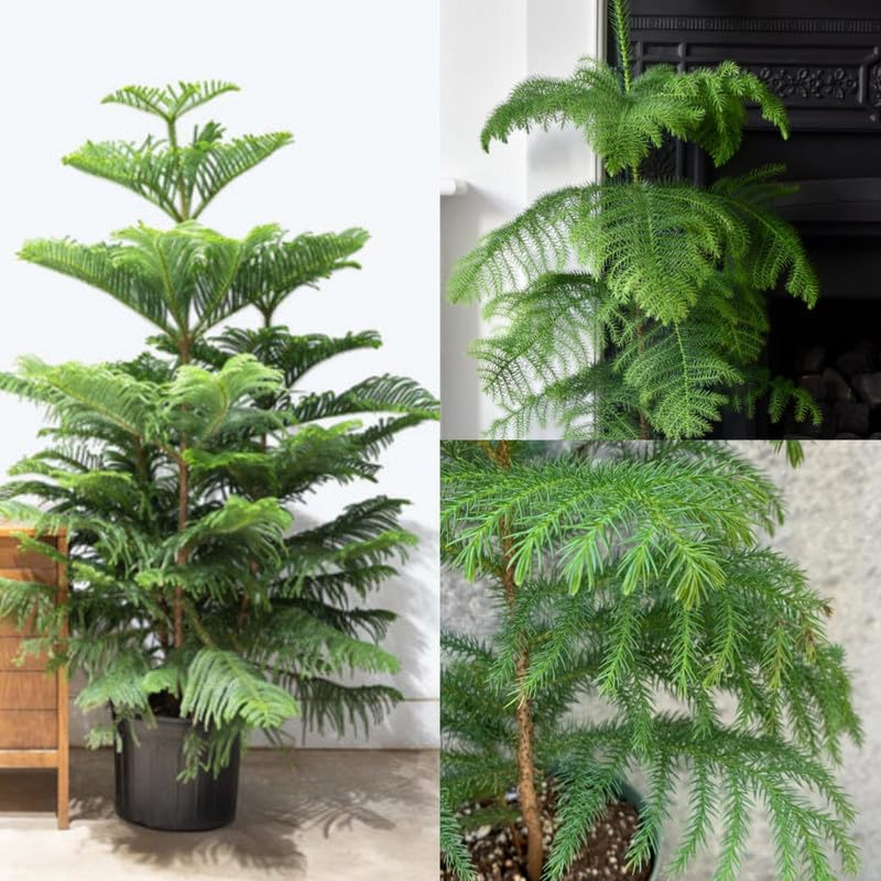 Christmas tree plants Araucaria Plant (Norfolk Island Pine) Holy X-Mas Tree Live Plant | Pack of 1 Live plant With Pot Big size-image-34