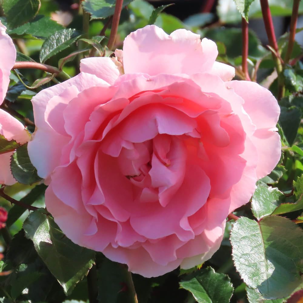 Yougarden Pink Harkness Roses Kathleen's Rose, Floribunda Established 4 Litre Pot, Fruity Scent Repeat Flowering Patio Plant