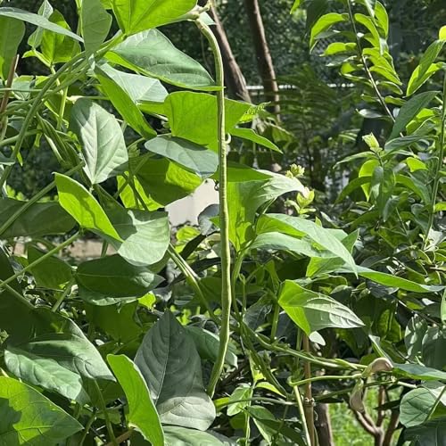 semillas de frijol de jardín - semillas de hortalizas tradicionales plantas trepadoras con flores resistentes balcón invernadero plantas de jardín de rocas resistentes semillas de 120pcs