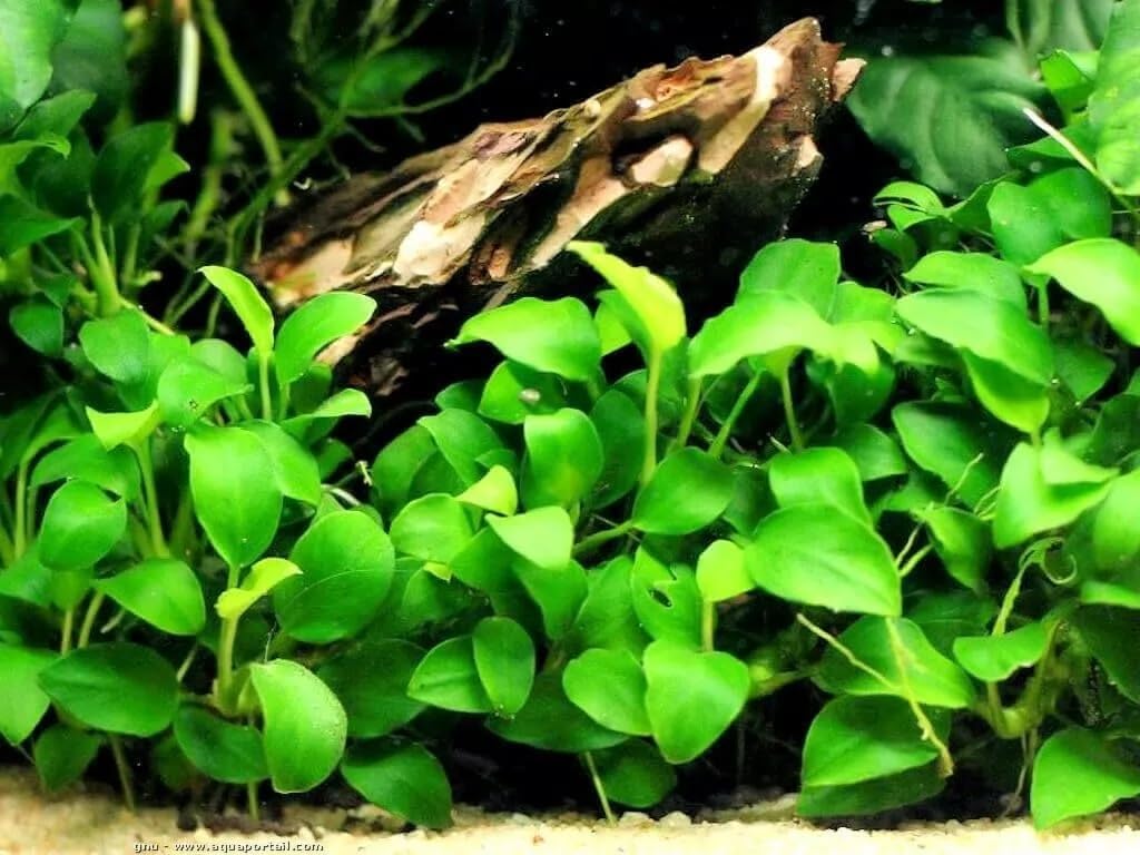 Anubias nana plante aquarium eau douce