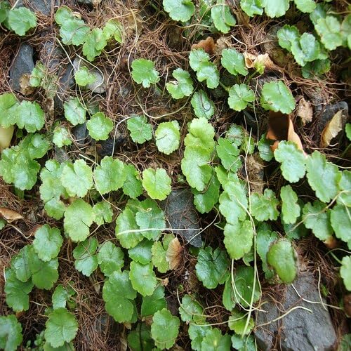 Nasiona Hydrocotyle 30 sztuk świeże