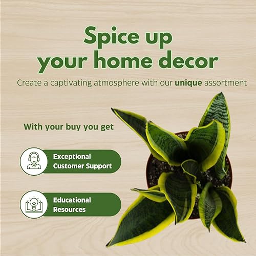 Miniatura 6 de BubbleBlooms Planta de serpiente abigarrada en maceta clásica de 4 pulgadas Dracaena trifasciata Lengua de Vaca, Lengua de Vaca