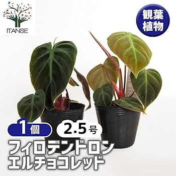 Amazon｜ITANSE フィロデンドロン エルチョコレッド 2.5号