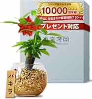 その他観葉植物 Shion* 観葉植物 ドラセナ ソング オブ ジャマイカ 10号 ブリティッシュ