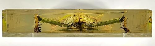 Miniatura 408 de Escarabajo de algodoncillo azul cobalto real de 1.732 in en espécimen de resina de lucita cristalina, insectos, insectos preservados, colección