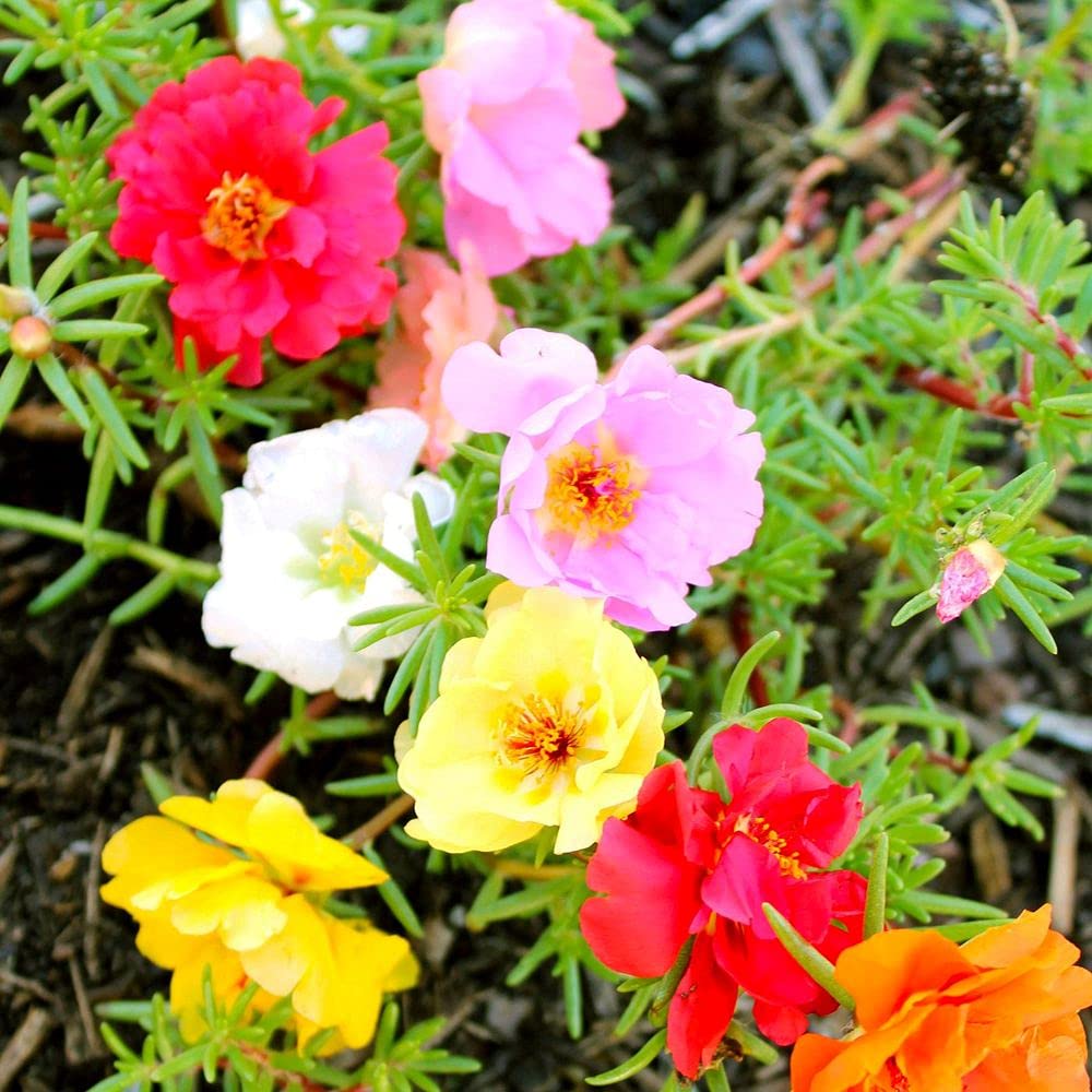 LIVE GREEN Flower Seeds | Portulaca Mix Flower Seeds For Home Gardening (20 seeds Pack) (B09BV642Q4) Amazon Price History, Amazon Price Tracker