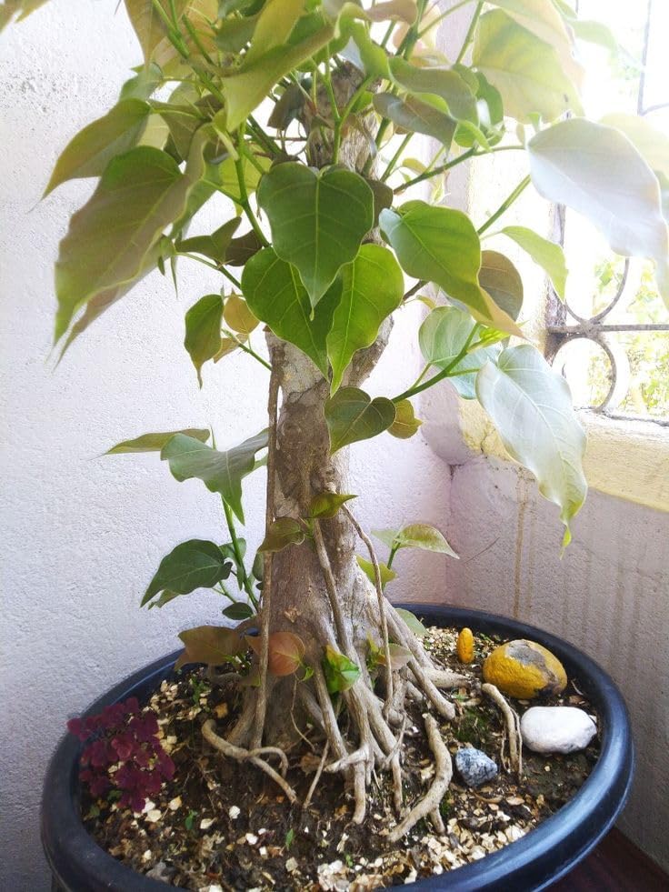 Peepal Plant,Bodhi Tree, Pippala Tree, Live Plant