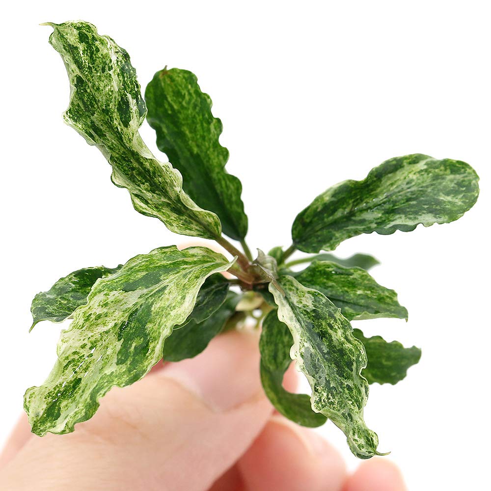 水草⑤　水槽用品 ブセファランドラｓｐ．グリーンウェービー　班入り 無農薬 無害虫 Amazon.co.jp: （水草）ブセファランドラsp．グリーンウェービー 班