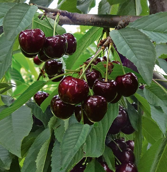 Kirschbaum `Swing´, selbstfruchtbare Süßkirsche, Buschbaum (kleinbleibend), 120-140cm, im Topf