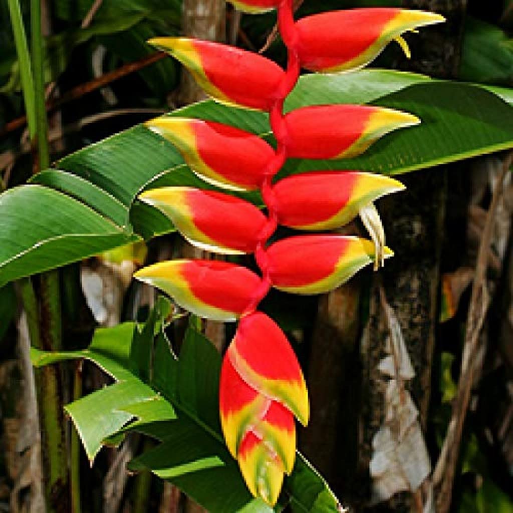 Creative Farmer Heliconia Rostrata Plant Outdoor Plants For Balcony (Healthy Live Plant)