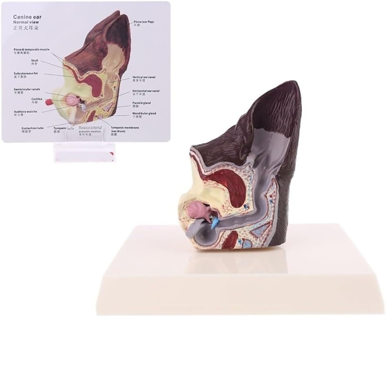 Modelo de oreja canina, modelo anatómico de oreja de perro, lesión en la oreja de perro, modelo anatómico animal for anatomía y fisiología canina, material de exhibición didáctica, equipo veterinario