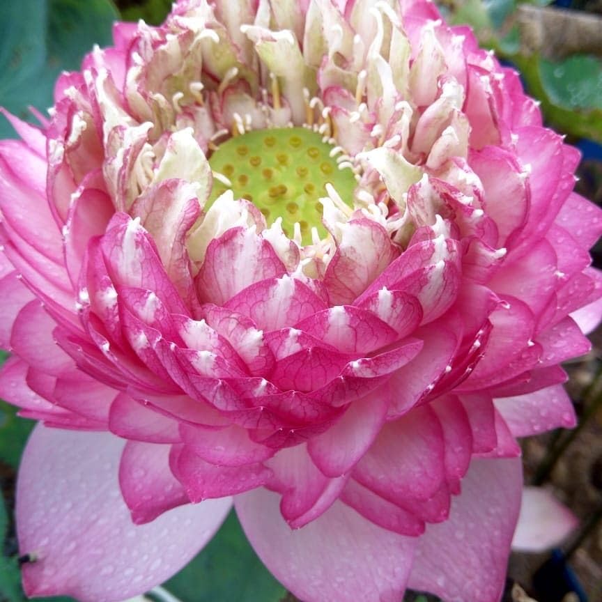 Image of Very Beautiful Rear All Season Pink Cloud Water Lotus(Pack Of-2) /Water Kamal /Water Lily Plant (TUBER) Original Hybrid Veriety Blloming With In 30 Days For Live Plant.