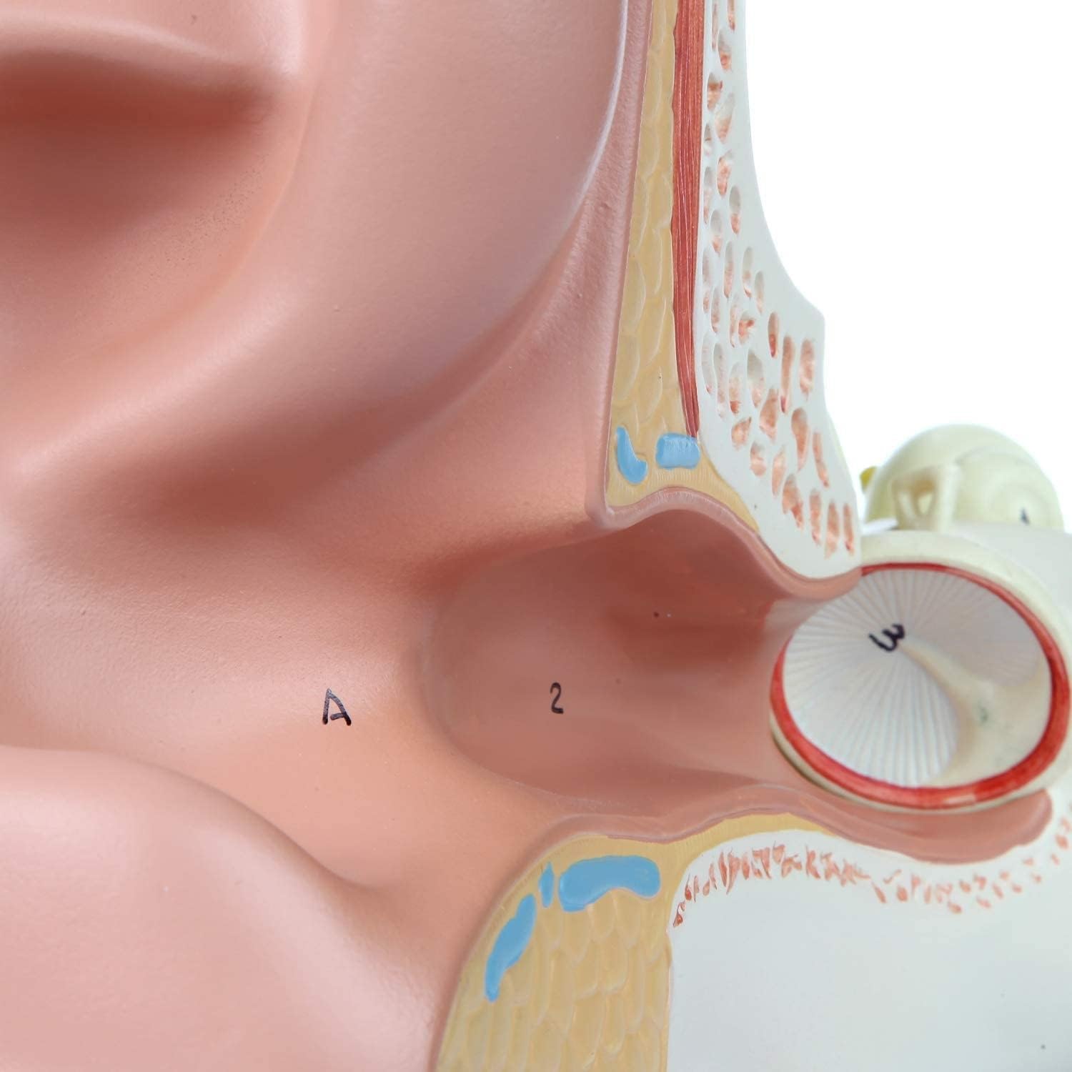 Model anatomii ludzkiego ucha, powiększone 4x, zewnętrzne struktury ucha środkowego, anatomiczne narzędzie edukacyjne z przezroczystymi cyfrowymi etykietami do demonstracji medycznej