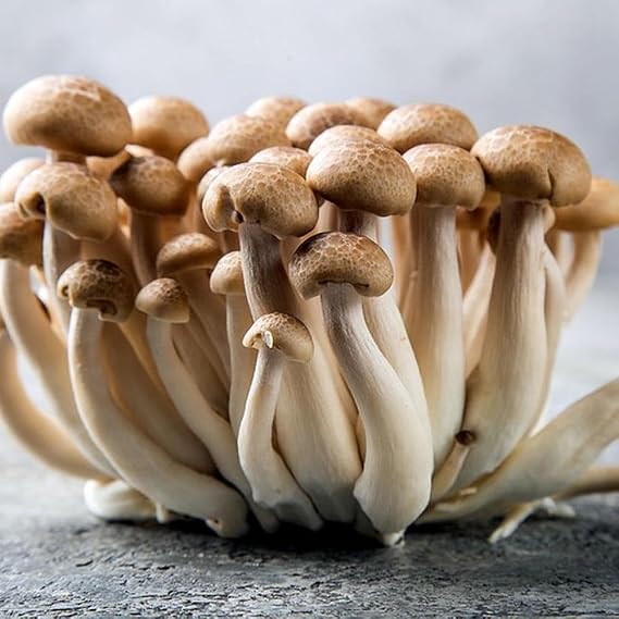 Brown Beech Mushroom (Hypsizygus tessellatus) Liquid Culture Syringe Sample for Mushroom Growing Cultivation on Grain or Agar