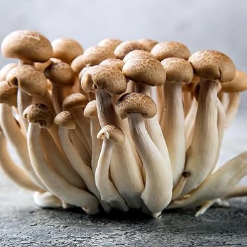 Brown Beech Mushroom (Hypsizygus tessellatus) Liquid Culture Syringe Sample for Mushroom Growing Cultivation on Grain or Agar