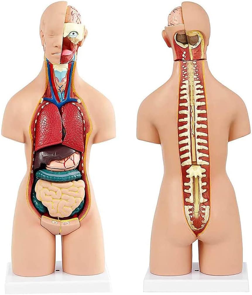 Human Model (19 Pcs) Human Torso Anatomy Model 55Cm Removable Medical Internal Organs Pvc Human Anatomy Body Model For Physiological Body Structure