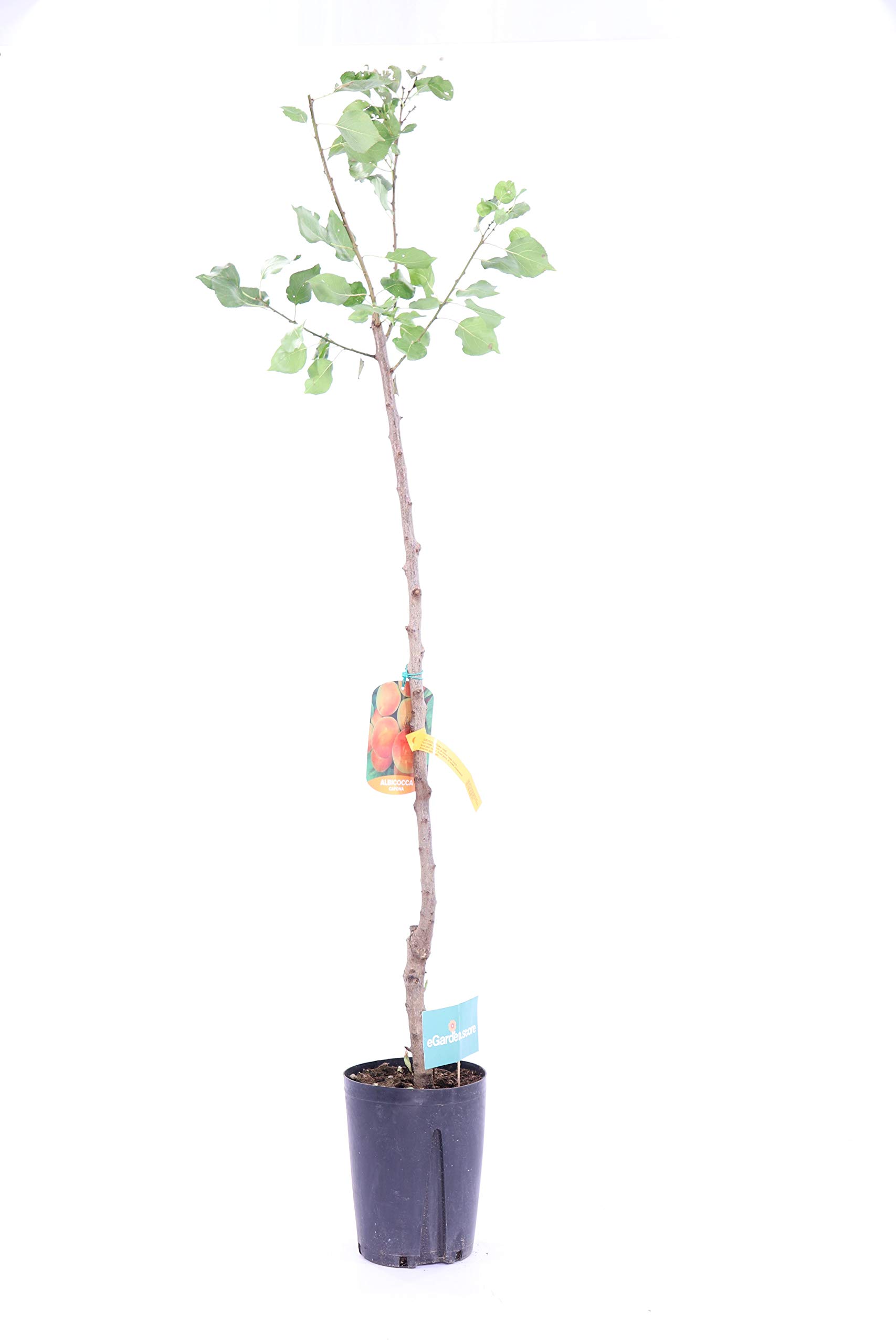 Pianta di albicocca Albero di albicocca Pianta da frutto di albicocca in vaso Albero da frutto di albicocche età 2 anni Pianta vera venduta da eGarden.store (Baracca)