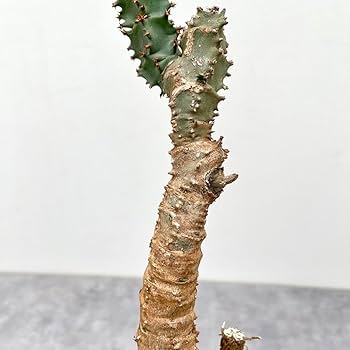 ナマクアナム　塊根植物　コーデックス　発根済み 塊根植物・コーデックス hmk 塊根植物・コーデックスの育て方